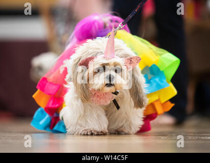 Gizmo die Shih Tzu Hund Kleid wie ein Einhorn konkurriert während des Furbabies Dog Show in Wetherby, Yorkshire. Stockfoto