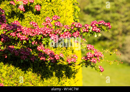 Midland Weißdorn, Crataegus laevigata blssom in einem Garten. Stockfoto