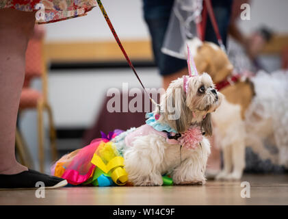 Gizmo die Shih Tzu Hund Kleid wie ein Einhorn konkurriert während des Furbabies Dog Show in Wetherby, Yorkshire. Stockfoto