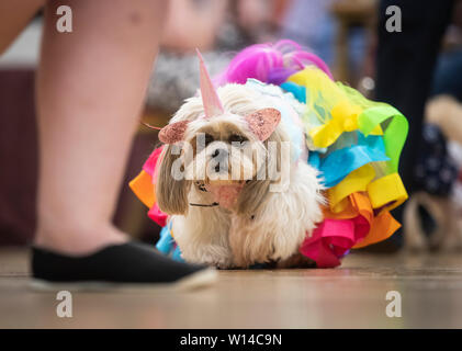 Gizmo die Shih Tzu Hund Kleid wie ein Einhorn konkurriert während des Furbabies Dog Show in Wetherby, Yorkshire. Stockfoto