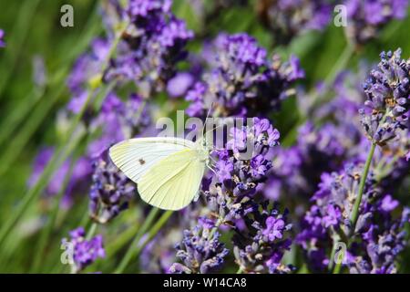 Nahaufnahme von kohlweißling (Pieris brassicae) auf lila Lavendel Stockfoto