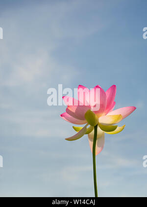 Nelumbo nucifera aka Indischen oder Heilige Lotus. Rosa Blume gesehen von unten bis zum blauen Himmel. Mit Copyspace. Stockfoto