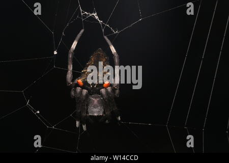 Garden Spider-(Parawixia sp.) Stockfoto