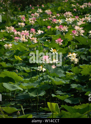 Masse der Nelumbo nucifera aka Indischen oder Heilige lotus Pflanzen. Rosa Blume. Stockfoto