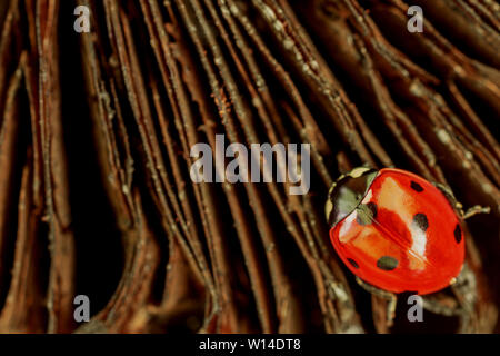 Eine rote Marienkäfer auf einem dunklen Hintergrund. Lage in der unteren rechten Ecke des Bildes. Stockfoto