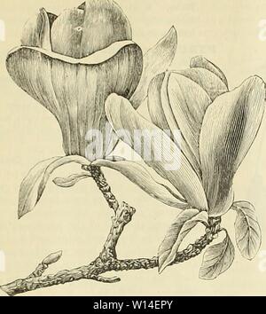 Archiv Bild von Seite 12 der beschreibenden Katalog von Zierbäumen. Beschreibender Katalog Der ziergehölze Pflanzen Reben, Obst, etc.. descriptivecatal 1895 samu Jahr: 1895 9 MAGNOLIA SOULANCEANA. Chinesische Magnolien. Diese sind wahrscheinlich die meisten auffälligen und beliebten unserer Hardy blühenden Bäume. Sie beginnt mit dem ersten Ansatz des warmen Wetters im Frühling blühen, bevor die Blätter erscheinen. Eine gut gewachsenen Baum in voller Blüte, mit Tausenden von Blumen voll ausgebaut, ist ein schöner Anblick, ähnelt einem riesigen pyramidenförmigen Blumenstrauß 10 oder 15 Fuß hoch. Die Blüten sind sehr groß, tulip-Sh Stockfoto