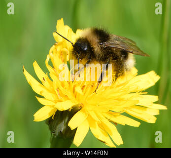 Ein Arbeiter buff-tailed Hummel (Bombus terrestris) Nahrungssuche auf eine gelbe Blume von Maus - Ohr Habichtskraut (Hieracium Pilosella officinarum, PILOSELLA). Bed Stockfoto