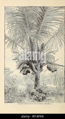 Archiv Bild von Seite 13 der beschreibenden und illustrierte Katalog und. Beschreibende und illustrierte Katalog und Handbuch/Royal Palm Baumschulen. descriptiveillus 1893 roya Jahr: 1892 Stockfoto