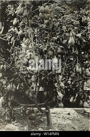 Archiv Bild von Seite 13 der beschreibenden Katalog von zuverlässigen. Beschreibender Katalog der zuverlässigen Obst- und Zierbäume: Rosen und Palmen, Reben und Sträucher zu den vorherrschenden Bedingungen von Boden und Klima an der Westküste zusammen mit der Bepflanzung und kulturelle Hinweise angepasst. descriptiveillus fanc 1925 Jahr: 1925 10 illustrierte Beschreibender Katalog der Beurre Clairgeau. Jahreszeit, September; Qualität Versand-, Konserven-, Dessert- und kulinarischen. Frucht groß, vor allem in der Blüte Ende und Konus-ing an der Stammzellen; Haut gelb schattiert mit Orange und Rot; Fruchtfleisch gelblich, saftig, b Stockfoto