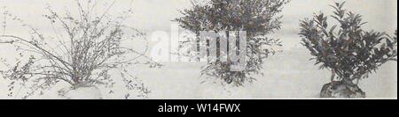 Archiv Bild von Seite 13 der beschreibenden, illustrierte retail Katalog. Beschreibende, illustrierte retail Katalog: Frühjahr 1957. descriptiveillu 1957 jvan 0 Jahr: 1957 Ligustrum lucidum NOBILIS. Bild auf Seite 9 Stehend, dunkelgrünes Laub; mittlere Züchter. Für hohe, schmale Lage geeignet. l | 2 ft 3.50 Ich 2 zu 2 Ich ft 4.50 Lonicera nitida. Niedrig wachsenden, schlanken Zweigen; Blätter dick, glänzend. Weißen duftenden Blumen midspring, lila Beeren im Herbst. 18 bis 24' 4,00 LOROPETULUM CHINENSIS kleine Blätter, weiße Blüten im Frühjahr. 15 bis 18' 3.50 ICH 18 bis 24' 4,00 MAGNOLIA GRAND WENN LOR EIN Stockfoto