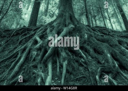 Outdoor surrealistischen riesigen alten Baum Wurzeln, Moos, Underwood, Laub, Monochrom grün Stockfoto