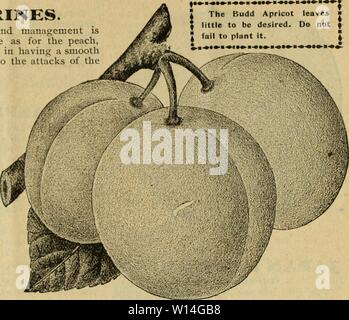 Archiv Bild von Seite 14 der beschreibenden und illustrierte Katalog der. Beschreibende und illustrierte Katalog von Obstbäumen, Zierpflanzen und Rosen. descriptiveillus 00 atla Jahr: 1896 Katalog von Obst, Zierpflanzen und Rosen. II NEKTARINEN. Die gleichen Pflege und Management ist für die nektarine wie für den Pfirsich, von dem es nur eine glatte Haut unterscheidet sich erforderlich, und ist eher auf die Angriffe des curculio. Wo es kann erfolgreich angebaut werden, ist es eine besonders schöne und köstliche Früchte, combin - ing, als dies der Fall sein, wird der Char-acteristics beider Pfirsich und Pflaume. ; Bost Stockfoto