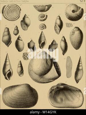 Archiv Bild von Seite 14 der Sterben und der Vorwelt Süsswasser-Conchylien. Stockfoto