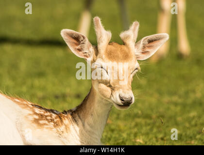 Damhirsch-Porträt Stockfoto