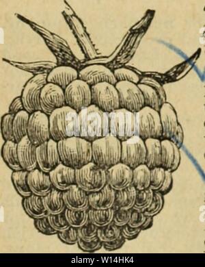 Archiv Bild von Seite 16 der beschreibenden und illustrierte Katalog der. Beschreibende und illustrierte Katalog von Obstbäumen, Zierpflanzen und Rosen. descriptiveillus 00 atla Jahr: 1896 Katalog von Obst, Zierpflanzen und Rosen. 13 HIMBEEREN, fortgesetzt. Juli und August, nach der Ernte wird geerntet, die Stöcke schneiden zu 2 Fuß; dies wird dazu führen, dass Sie zu verzweigen und sich selbsttragend. Viel Dünger und gründliche Kultur sind notwendig, um die besten Ergebnisse zu erzielen. Neue Sorte AI. ICH, köcheln lassen. Diese viel gepriesene rote Himbeere kam ursprünglich aus Mexiko, grossfrüchtige wurde erfolgreich in Ca Stockfoto