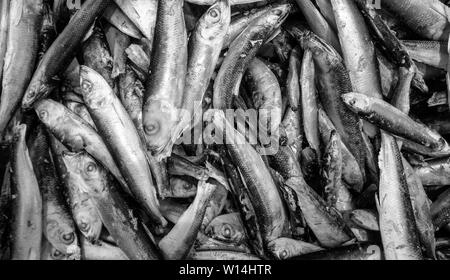 Frische Fische zum Verkauf am Markt Bündel von rohen gefrorenen Fisch Stockfoto