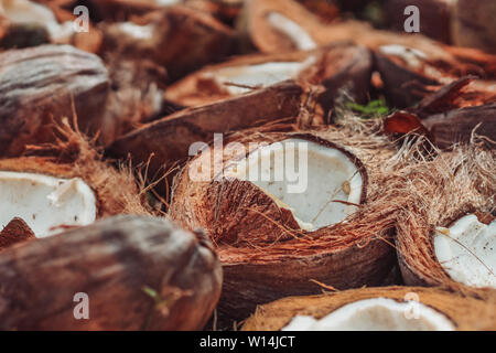 Kokosnüsse trocknen in der Sonne in Siargao, Philippinen. Stockfoto