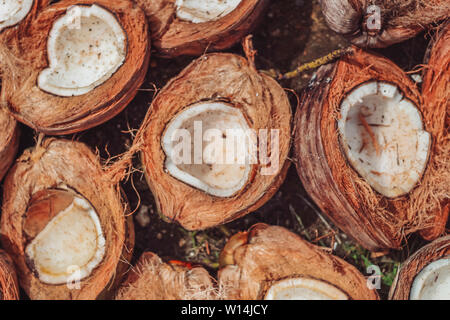 Kokosnüsse trocknen in der Sonne in Siargao, Philippinen. Stockfoto