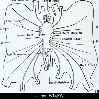 Archiv Bild von Seite 17 Der entwicklungspolitischen Anatomie der Isoetes. Die entwicklungspolitischen Anatomie der Isoetes. developmentalana 31 paol Jahr: 1963 ateral Meristem prismatisch Schicht Basal Meristem Root Primordium Blattbasis schießen Apex Abb. 1. Die wichtigsten Ebenen der Schnitte für 2-flügeligen Pflanzen. A. in der Furche Ebene. B. in der Ebene, die senkrecht zur furche. C. Quer auf hoher Ebene (C-C, A und B). D. Quer auf niedrigem Niveau (D-D, in A und B). Erläuterung im Text. Stromlaufplan. Stockfoto