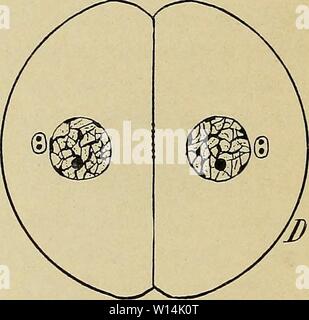 Archiv Bild von Seite 17 der Entwicklung des Menschen. Die Entwicklung des menschlichen Körpers: Ein Handbuch der menschlichen Embryologie. developmentofhum 00 mcmu Jahr: 1914 Abb. 3.-Diagramme zur Veranschaulichung der Metaphase und Anaphases der Mitose.: - {aus E. Wilson angepasst.) werden gebildet (Abb. 3, D). Bevor all diese Änderungen durchgeführt werden, jedoch eine Verengung macht seinen Auftritt auf der Oberfläche des Zytoplasmas (Abb. 3 C) und schrittweise Vertiefung, teilt die Zyto- keimplasma in einer Ebene durch den Äquator Der amphiaster und gibt Anlass zu zwei getrennten Zellen (Abb. 3, D). Stockfoto