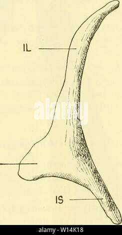 Archiv Bild von Seite 17 der Morphologie der Hüftbeinrudimente der sterben. Die Morphologie der Hüftbeinrudimente der Cetaceen. diemorphologiede 00 abel Jahr: 1907 14 0. Abel, [1521 Es entsteht nun die Frage, ob das Femurrudiment überhaupt in einem der aufgezählten Fälle mit dem rudimentären Acetabulum in Verbindung tritt und ein welcher Stelle des Hüftbeins das Acetabulum zu suchen ist. Nach den Untersuchungen von J. Struthers 57 ist eine dm Hüftbein eines 50 Fuß langen Finwals der stumpfe Außenfortsatz mit Knorpelhaube Acetabularknorpel überzogen, sterben Dm entspricht. Abb. 13. Linkes Hüftbein Stockfoto