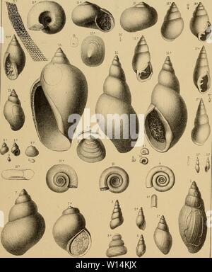 Archiv Bild von Seite 18 von Sterben und der Vorwelt Süsswasser-Conchylien. Stockfoto