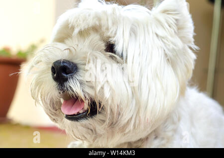 West Highland White Terrier portrait Stockfoto