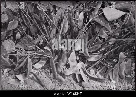 Archiv Bild von Seite 19 der beschreibenden Katalog von Gemüse (1949). Beschreibender Katalog der Gemüse. descriptivecatal 1949 asso Jahr: 1949 16 assoziierten SAATGUTVERMEHRER, INC. Clark's Bush Lima: Eine grüne - gesäte Typ von ASGROW LIMABOHNEN entwickelt: Bush Sorten Phaseolus lunatus Länge Breite von Pod pod Zoll Zoll Tage Baby Kartoffel 234 34 72 - Amerika Silber Medaille für 1940. Die ursprünglich von Prof. W. A. Huelsen, Universität von Illinois gewählt; entwickelt und von zugehörigen Saatgutvermehrer, Inc. Die Bohnen eingeführt sind kleine, aber Dick, der helle grüne Farbe, wenn frisch und etwas ähnlichen Stockfoto