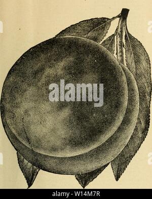 Archiv Bild von Seite 20 der beschreibenden Katalog der Hart. Beschreibender Katalog der Hart-Pionier Baumschulen. descriptivecatal 1895 hart-Jahr: 1895 0 $ Obst, Zierpflanzen, E TC. Globus. Stockfoto