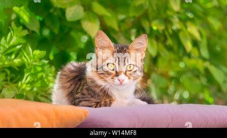 Nette junge Katze, braun gestromt mit Weiß, Kätzchen ruht entspannt auf einem Kissen vor grüne Büsche, neugierig beobachtete mit gelben Augen, Rhodos, Griechenland Stockfoto