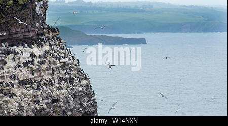 Trottellummen (Common Murre) Uria Aalge Brutkolonie Fowlheugh RSPB Reserve Aberdeenshire Stockfoto