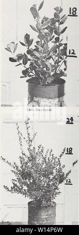 Archiv Bild von Seite 23 der beschreibenden, illustrierte retail Katalog. Beschreibende, illustrierte retail Katalog: Herbst 1960 Frühjahr 1961. descriptiveillus 1960 jvan Jahr: 1960 Ilex convexa - 1 gal. Stockfoto