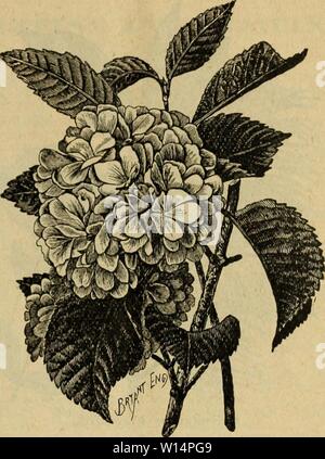 Archiv Bild von Seite 24 der beschreibenden und illustrierte Katalog der. Beschreibende und illustrierte Katalog von Obstbäumen, Zierpflanzen und Rosen. descriptiveillus 00 atla Jahr: 1896 Hydrangea paniculata graudijlora. Viburnum opulus. HYDRANGEA paniculata Grandiflora, ein markantes und elegantes Strauch; Blüten Reinweiß, Wechsel zu Rosa, und sind in einer Pyramide getragen Traversen ein Fuß lang und fast so viel im Durchmesser. HYPERICUM densiflorum (St. Das Johanniskraut). Laub leuchtend grün; große gelbe Blüten von Anfang Juli bis zum Frost; Sehr reichblühend. Lila {Syringa vulgaris). Gemeinsame, große Stockfoto
