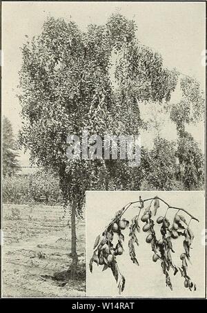 Archiv Bild von Seite 25 der beschreibenden Katalog von zuverlässigen. Beschreibender Katalog der zuverlässigen Obst- und Zierbäume: Rosen und Palmen, Reben und Sträucher zu den vorherrschenden Bedingungen von Boden und Klima an der Westküste zusammen mit der Bepflanzung und kulturelle Hinweise angepasst. descriptiveillus fanc 1925 Jahr: 1925 22 illustrierte BESCHREIBENDER KATALOG DER JUJUBE eine vergleichsweise wenig bekannte Früchte aus China, wo sie als die chinesischen Datum bekannt ist, weil, wenn es Verarbeitet ähnelt, Obst. Baum aufrecht breitwüchsig mit Dunkelgrün glänzendes Laub, es Rendering desi Stockfoto