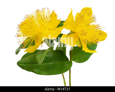 Gelbe Chef von Staubblättern und gelben Blütenblättern der Rose von Sharon, Hypericum calycinum, auf weißem Hintergrund Stockfoto