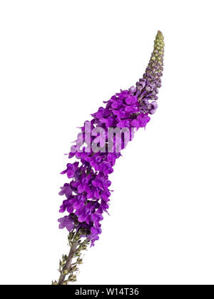 Lila Blüten im Spike von Toadflax, Linaria purpurea, einem britischen Wildflower und Cottage Garten Pflanze auf weißem Hintergrund Stockfoto