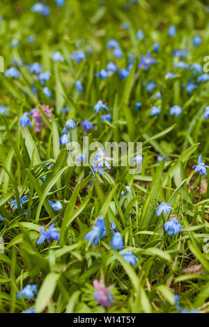 Scilla ist eine Gattung der Glühlampe - Bilden mehrjährige Kräuter in der Familie Asparagaceae, beheimatet in Wäldern, subalpinen Wiesen und Strände in Europa, Stockfoto