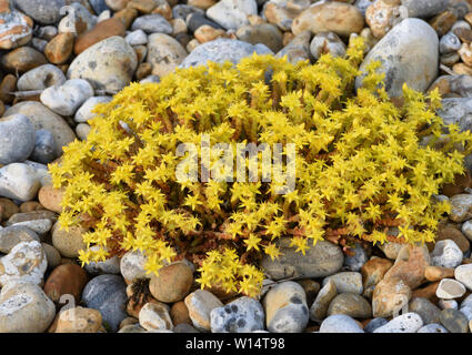 Die gelben Blumen und grünen saftigen Stängeln und Blättern der beißen oder wallpepper Fetthenne (Sedum acre) wachsen auf Kieselsteinen hinter dem Strand von Rye Bay. Stockfoto