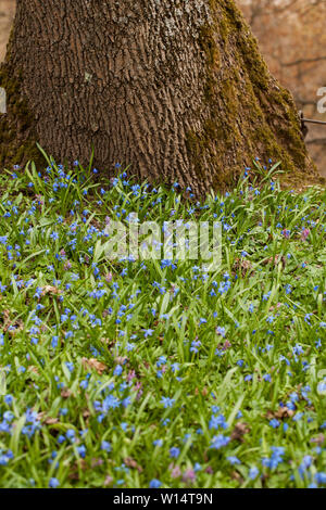 Scilla ist eine Gattung der Glühlampe - Bilden mehrjährige Kräuter in der Familie Asparagaceae, beheimatet in Wäldern, subalpinen Wiesen und Strände in Europa, Stockfoto