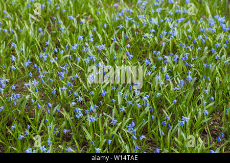 Scilla ist eine Gattung der Glühlampe - Bilden mehrjährige Kräuter in der Familie Asparagaceae, beheimatet in Wäldern, subalpinen Wiesen und Strände in Europa, Stockfoto