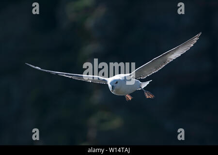 Nördlichen Fulmar Fulmarus Cyclopoida Shetland Juni Stockfoto