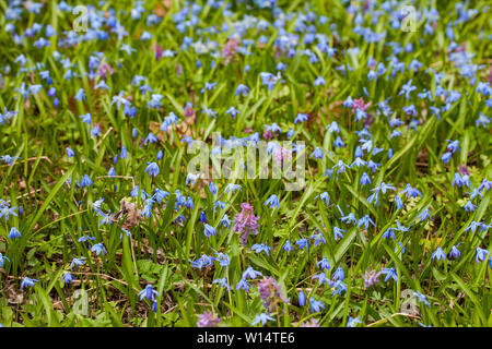 Scilla ist eine Gattung der Glühlampe - Bilden mehrjährige Kräuter in der Familie Asparagaceae, beheimatet in Wäldern, subalpinen Wiesen und Strände in Europa, Stockfoto