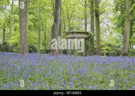 Hyacinthoides. Bluebells umgeben einen klassischen Tempel im Wald bei Renishaw Hall und Gärten, Derbyshire, England, UK. Stockfoto