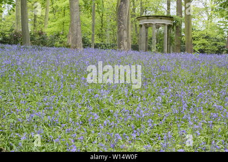 Hyacinthoides. Bluebells umgeben einen klassischen Tempel im Wald bei Renishaw Hall und Gärten, Derbyshire, England, UK. Stockfoto