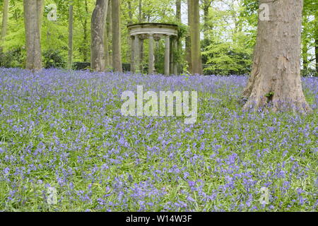 Hyacinthoides. Bluebells umgeben einen klassischen Tempel im Wald bei Renishaw Hall und Gärten, Derbyshire, England, UK. Stockfoto