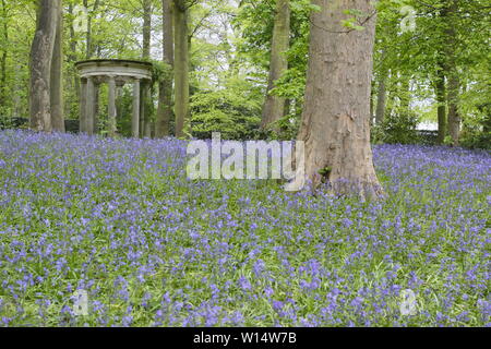 Hyacinthoides. Bluebells umgeben einen klassischen Tempel im Wald bei Renishaw Hall und Gärten, Derbyshire, England, UK. Stockfoto