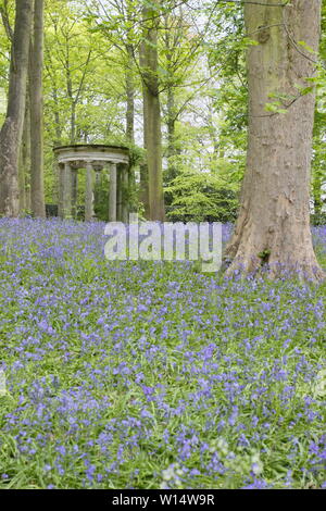 Hyacinthoides. Bluebells umgeben einen klassischen Tempel im Wald bei Renishaw Hall und Gärten, Derbyshire, England, UK. Stockfoto