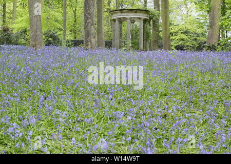 Hyacinthoides. Bluebells umgeben einen klassischen Tempel im Wald bei Renishaw Hall und Gärten, Derbyshire, England, UK. Stockfoto