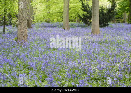 Hyacinthoides. Bluebells im Wald bei Renishaw Hall und Gärten, Derbyshire, England, UK. Stockfoto