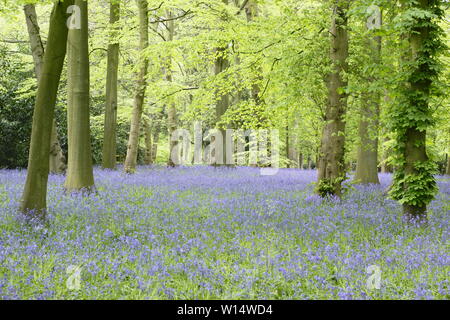 Hyacinthoides. Bluebells im Wald bei Renishaw Hall und Gärten, Derbyshire, England, UK. Stockfoto